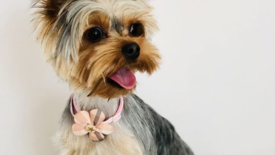 Yorkshire Terrier Pola