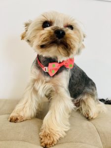 Mały Yorkshire Terrier druga wizyta u fryzjera